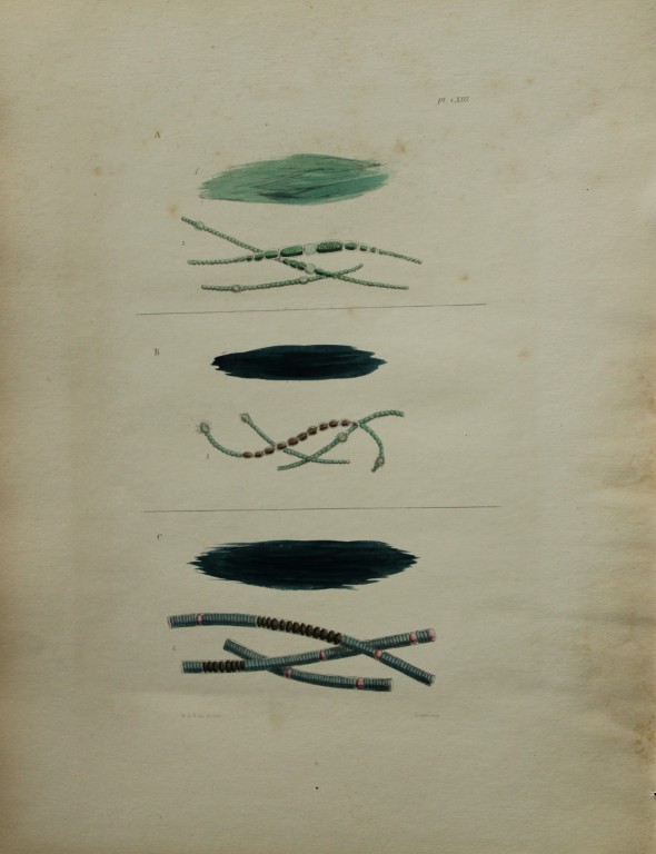 William Harvey - Hand-coloured lithograph of Sea-Weed 1846