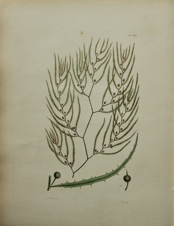 William Harvey - Hand-coloured lithograph of Sea-Weed 1846