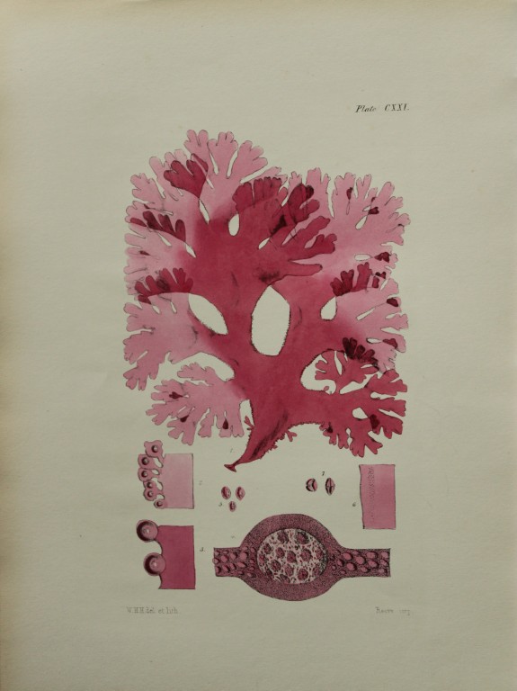 William Harvey - Hand-coloured lithograph of Sea-Weed 1846