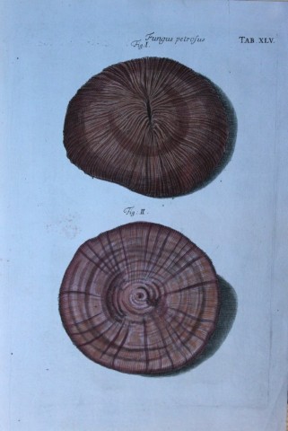 JS Schroter - Rare hand coloured engraving of shells 1782