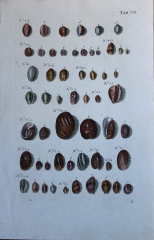 JS Schroter - Rare hand coloured engraving of shells 1782