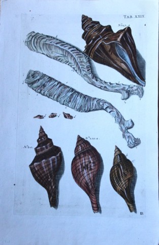 JS Schroter - Rare hand coloured engraving of shells 1782