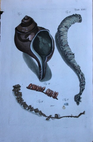 JS Schroter - Rare hand coloured engraving of shells 1782