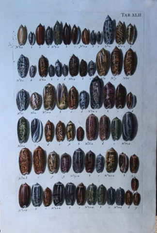 JS Schroter - Rare hand coloured engraving of shells 1782