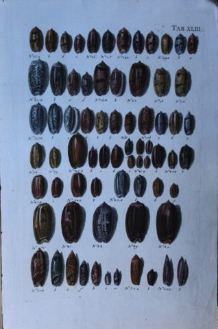 JS Schroter - Rare hand coloured engraving of shells 1782