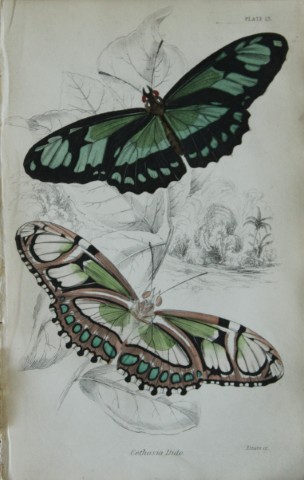 James Duncan - Hand coloured engraving of a Foreign Butterfly 1837