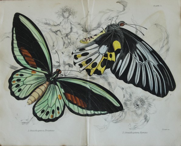James Duncan - Hand coloured engraving of a Foreign Butterfly 1837