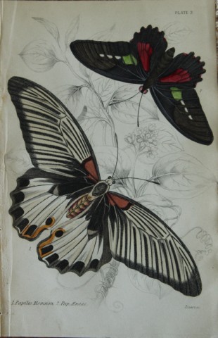 James Duncan - Hand coloured engraving of a Foreign Butterfly 1837