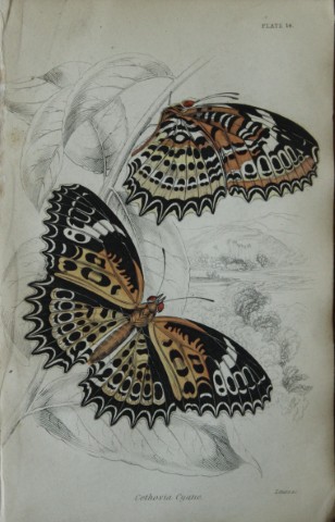 James Duncan - Hand coloured engraving of a Foreign Butterfly 1837