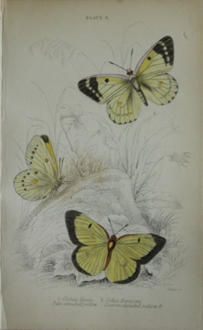 James Duncan - Hand coloured engraving of British Butterflies 1835