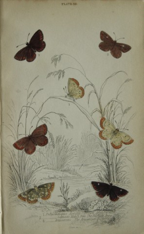 James Duncan - Hand coloured engraving of British Butterflies 1835