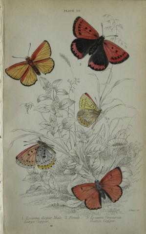 James Duncan - Hand coloured engraving of British Butterflies 1835