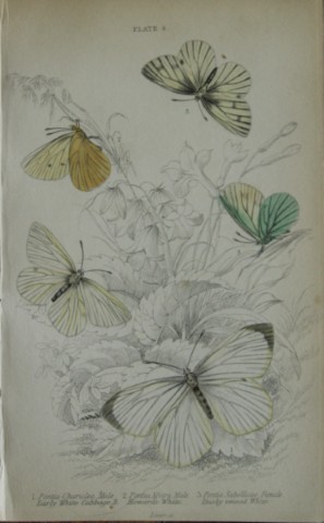 James Duncan - Hand coloured engraving of British Butterflies 1835