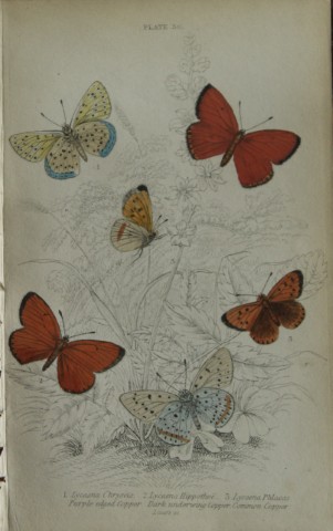 James Duncan - Hand coloured engraving of British Butterflies 1835