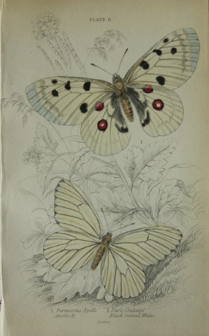 James Duncan - Hand coloured engraving of British Butterflies 1835