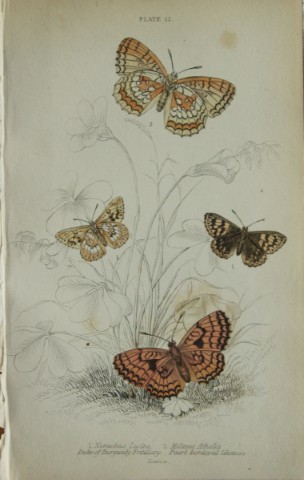 James Duncan - Hand coloured engraving of British Butterflies 1835