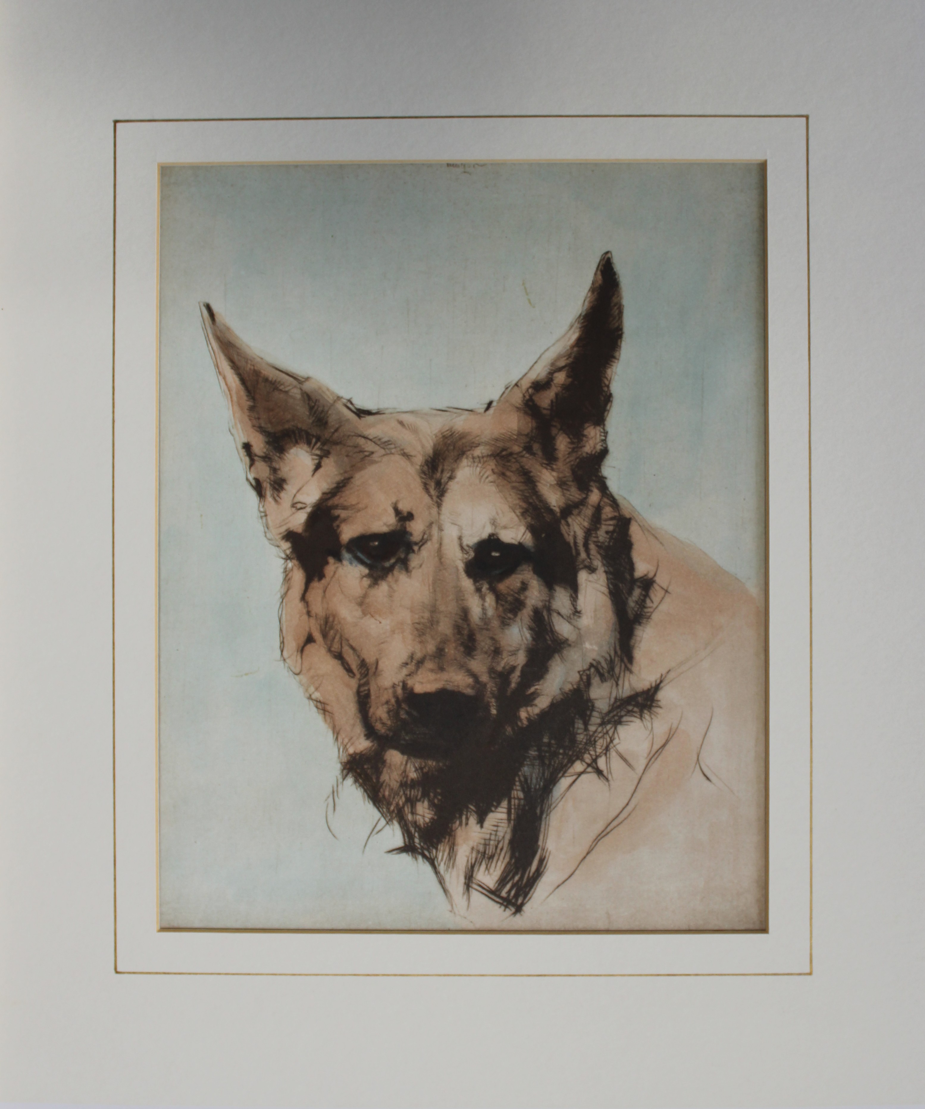 Malcolm Nicholson - German Shepherd c1930