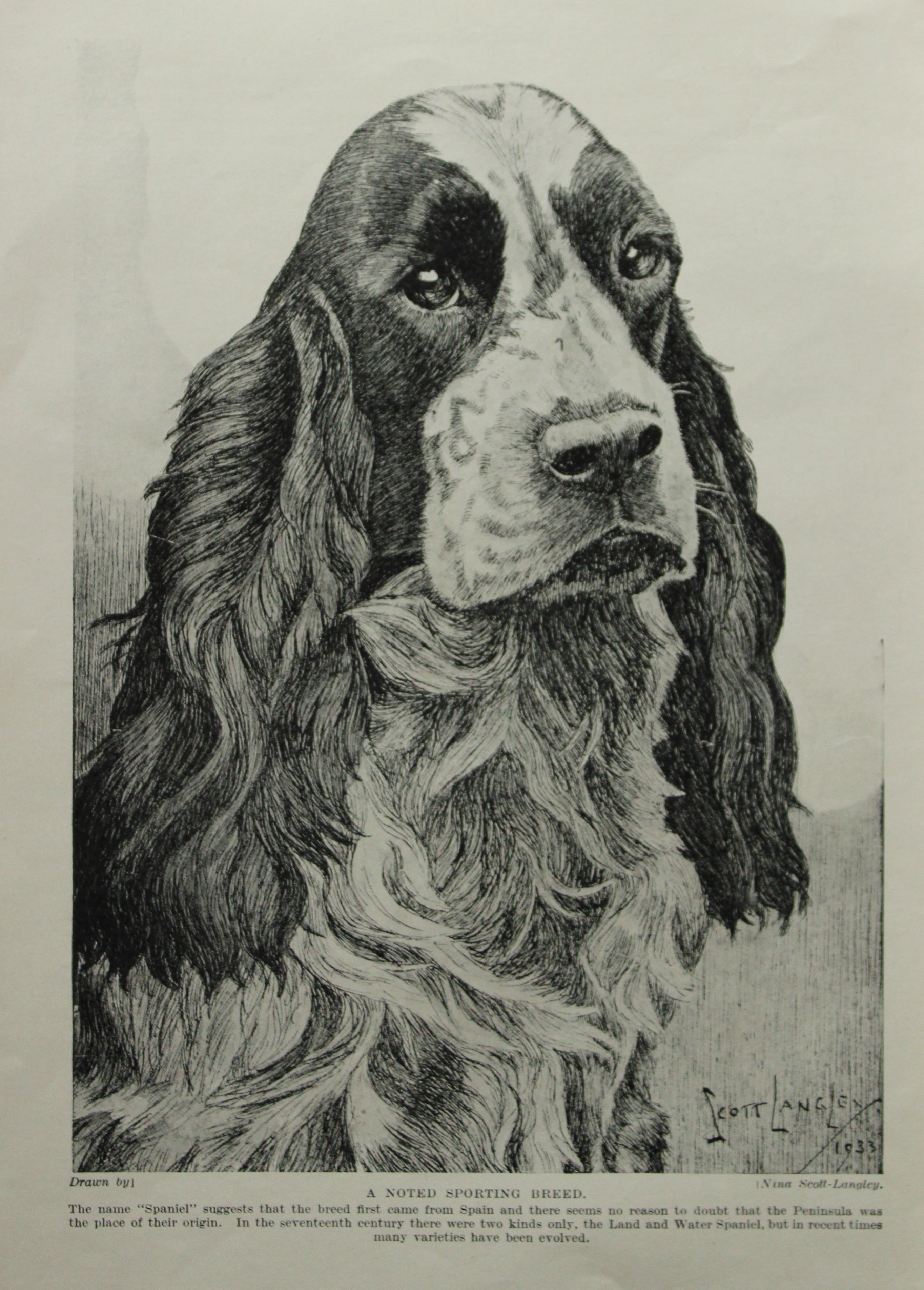 Nina Scott-Langley - Springer Spaniel 1933
