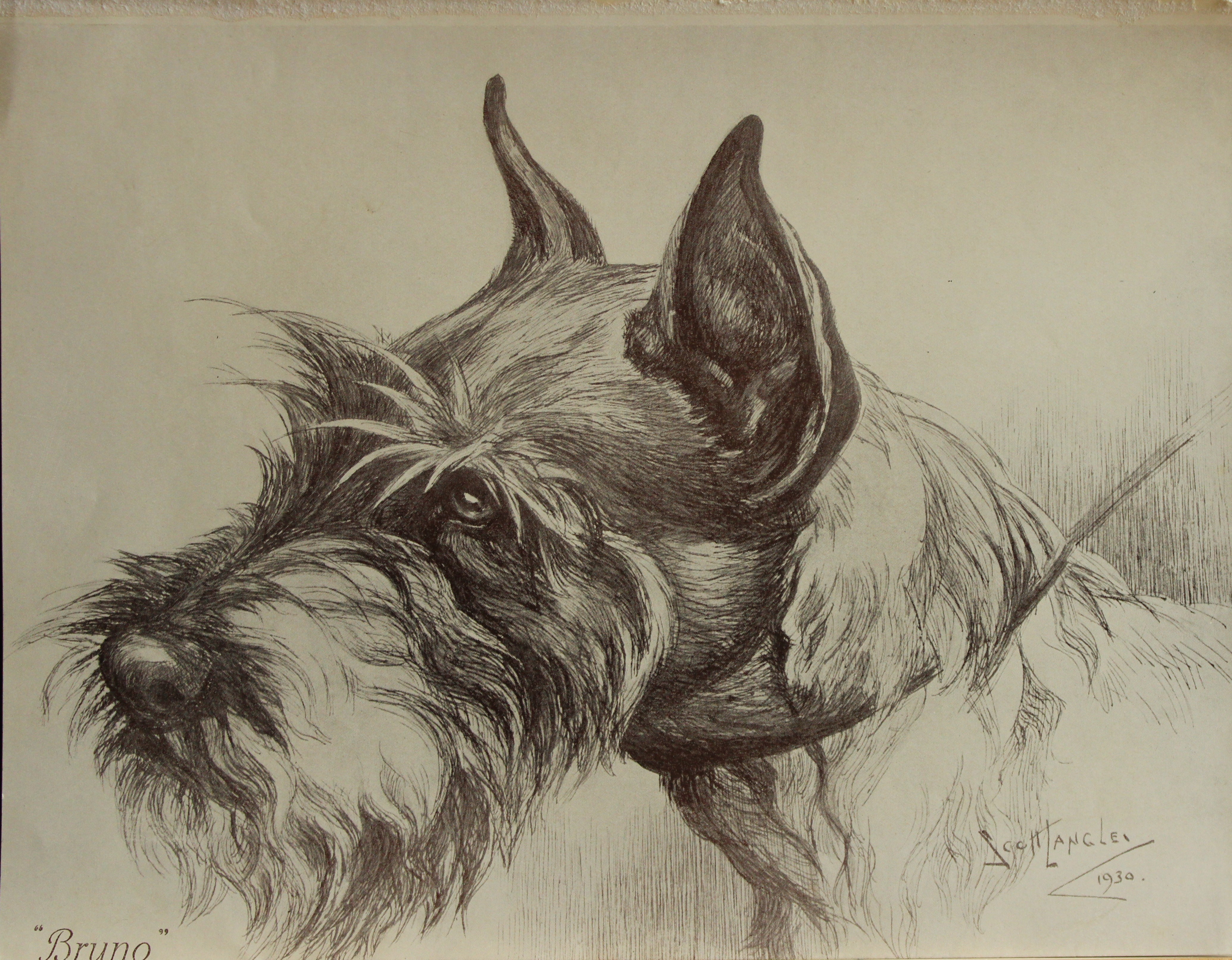 Nina Scott-Langley - Bruno, a Schnauzer 1930