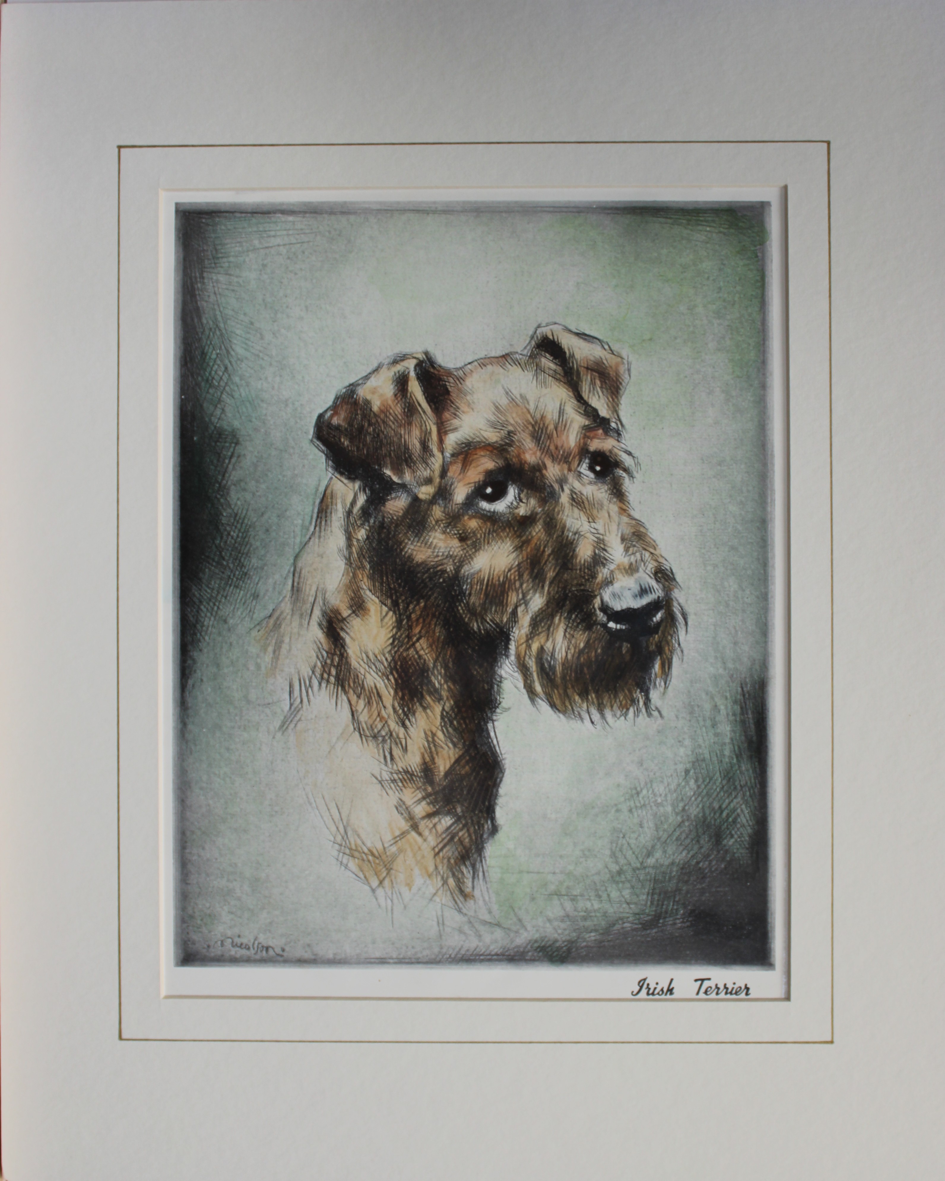 Malcolm Nicholson - Irish Terrier c1930
