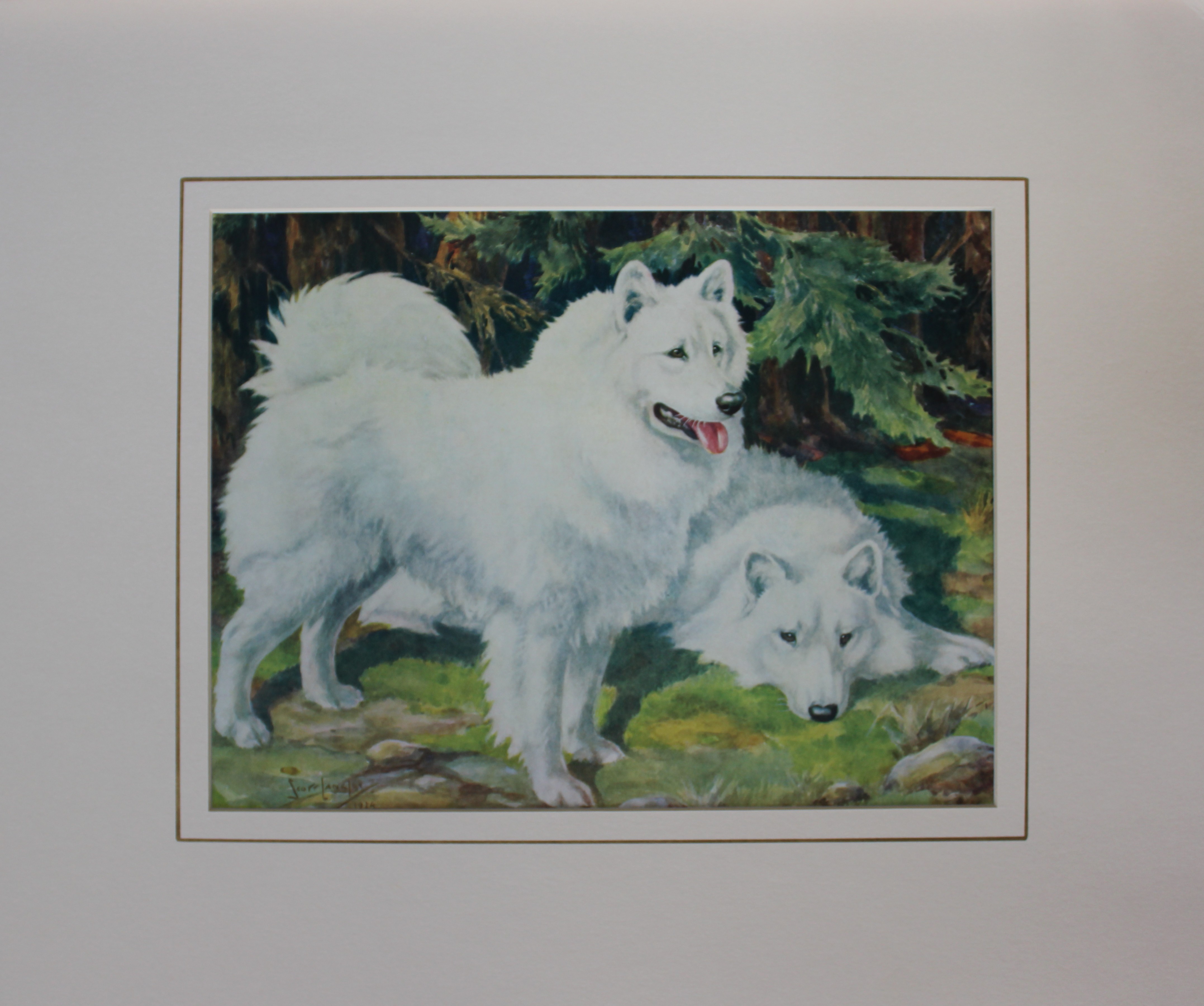 Nina Scott-Langley - Samoyeds 1934