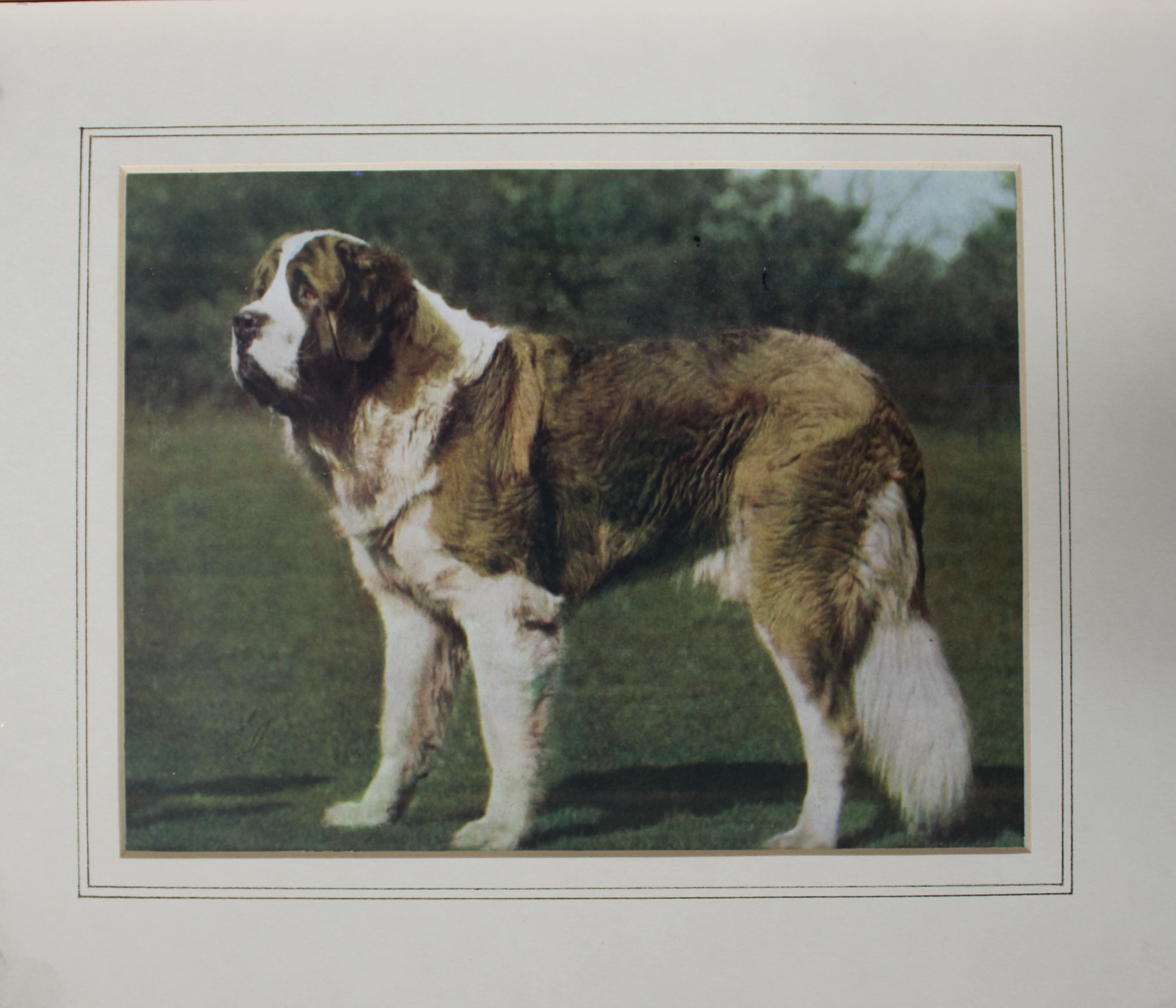 Thomas Fall - St Bernard c1930