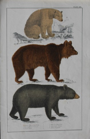 Oliver Goldsmith - Engraving of Bears 1850