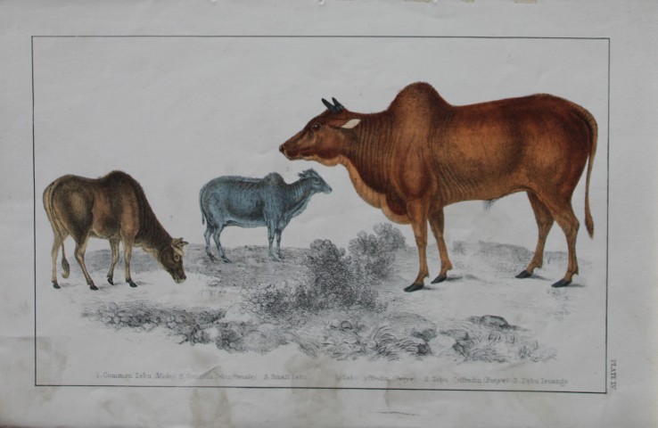 Oliver Goldsmith - Engraving of Zebus 1850