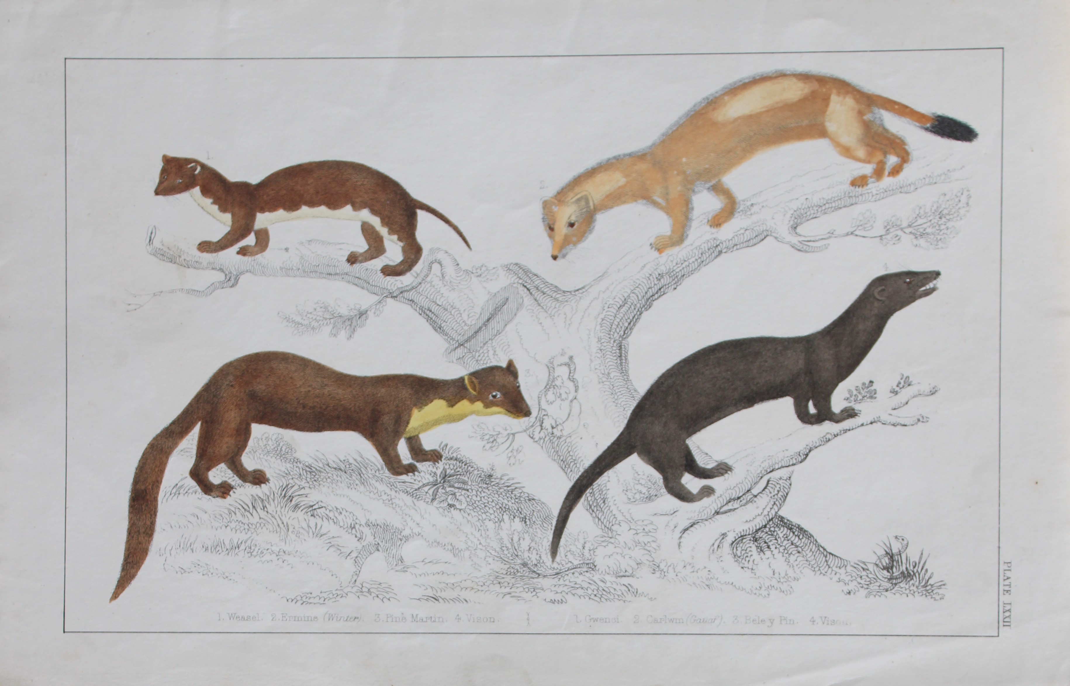 Oliver Goldsmith - Engraving of Weasel and Pine Martens 1850