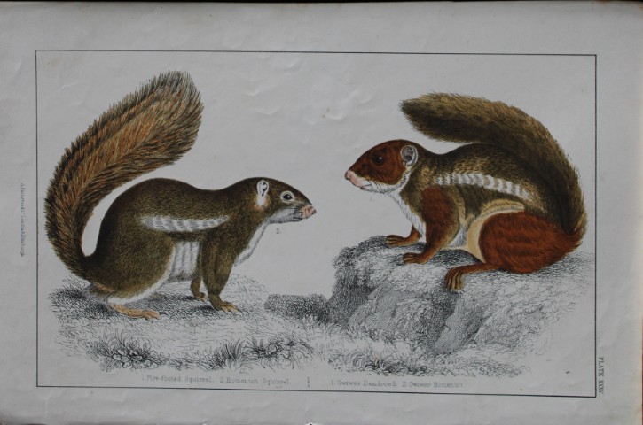 Oliver Goldsmith - Engraving of Squirrels 1850