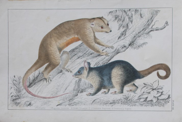 Oliver Goldsmith - Engraving of Couscoos 1850