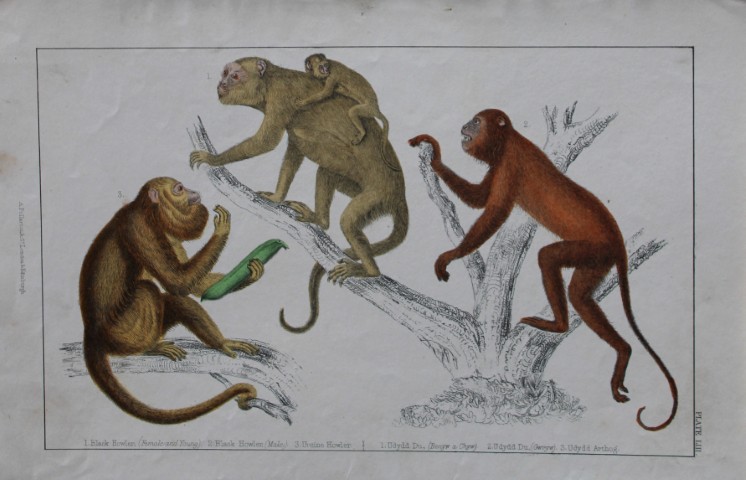 Oliver Goldsmith - Engraving of Howler Monkeys 1850