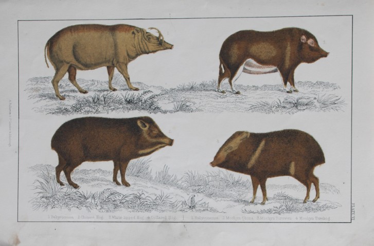 Oliver Goldsmith - Engraving of Hog varieties 1850