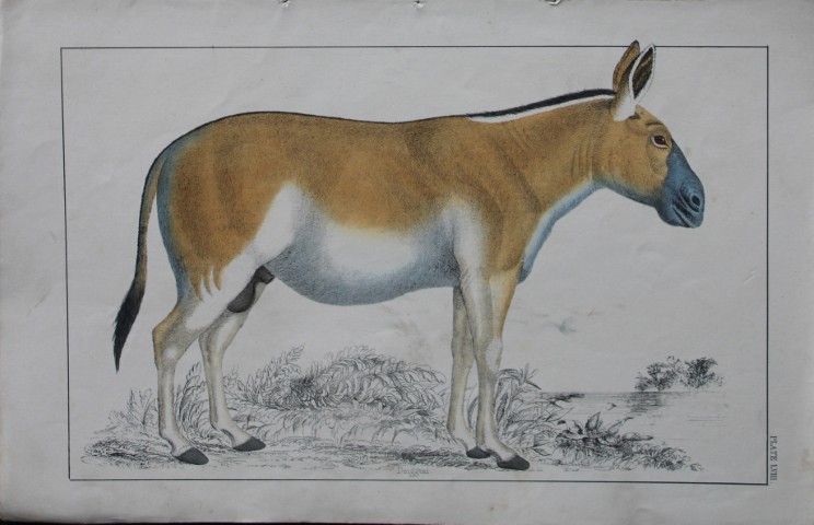 Oliver Goldsmith - Engraving of Dziggtai 1850