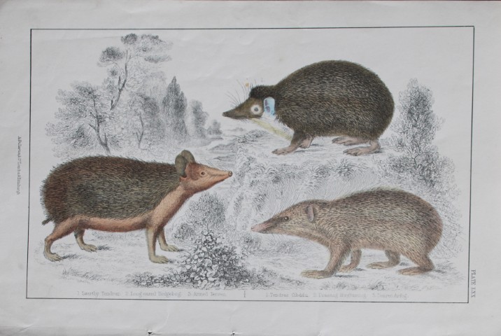 Oliver Goldsmith - Engraving of Hedgehogs and Tenrecs 1850