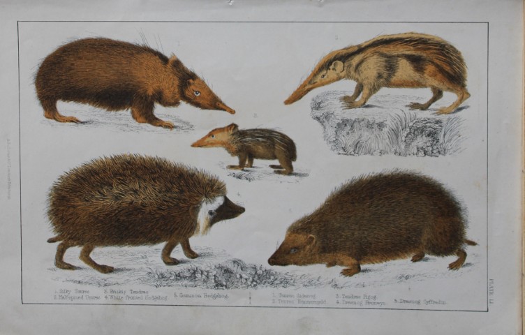 Oliver Goldsmith - Engraving of Hedgehogs and Tenrecs 1850
