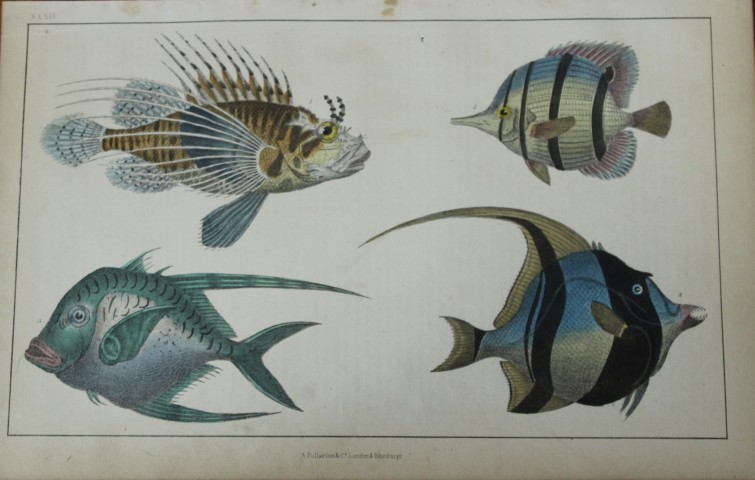 Oliver Goldsmith - Engraving of fishes 1850