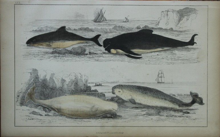 Oliver Goldsmith - Engraving of Whales, Porpoise and Narwhal 1850
