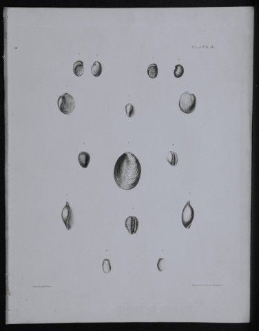 Capt Thomas Brown - Engraving of shells 1844