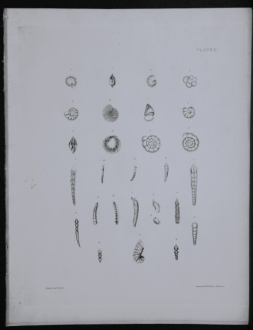 Capt Thomas Brown - Engraving of shells 1844