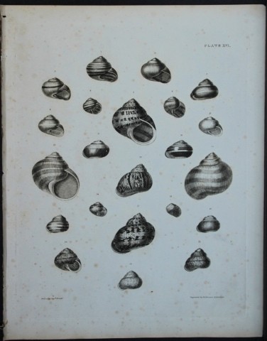 Capt Thomas Brown - Engraving of shells 1844
