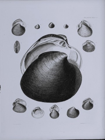 Capt Thomas Brown - Engraving of shells 1844