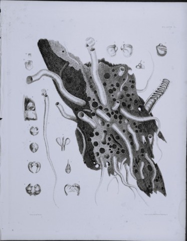 Capt Thomas Brown - Engraving of shells 1844