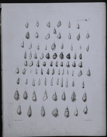 Capt Thomas Brown - Engraving of shells 1844