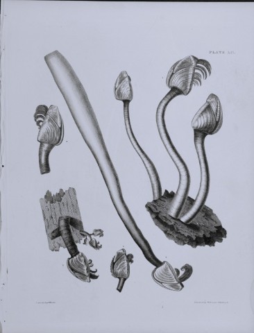 Capt Thomas Brown - Engraving of shells 1844