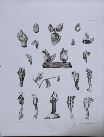 Capt Thomas Brown - Engraving of shells 1844