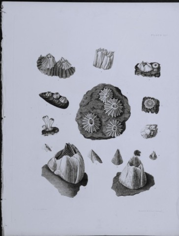 Capt Thomas Brown - Engraving of shells 1844