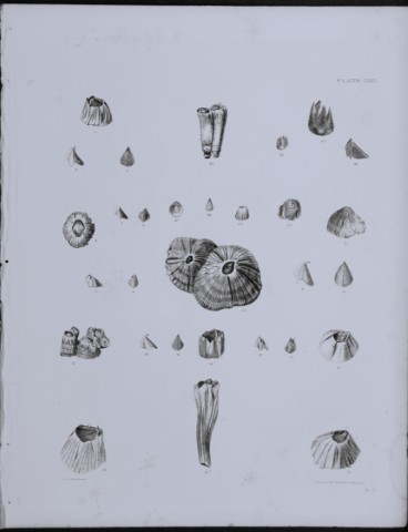 Capt Thomas Brown - Engraving of shells 1844