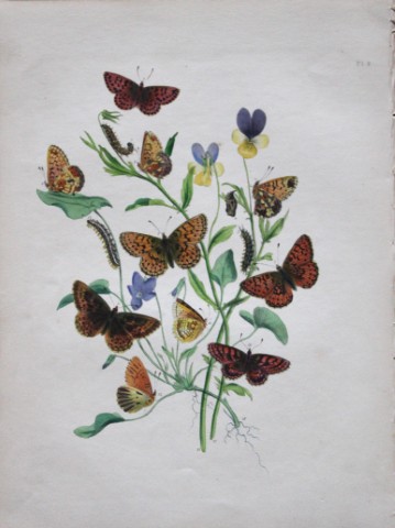 HN Humphreys - Hand coloured lithograph of British butterflies 1855