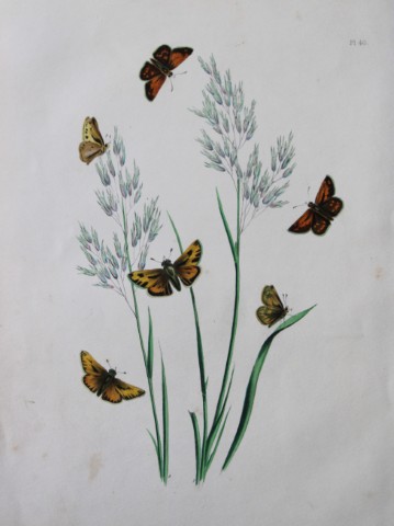HN Humphreys - Hand coloured lithograph of British butterflies 1855